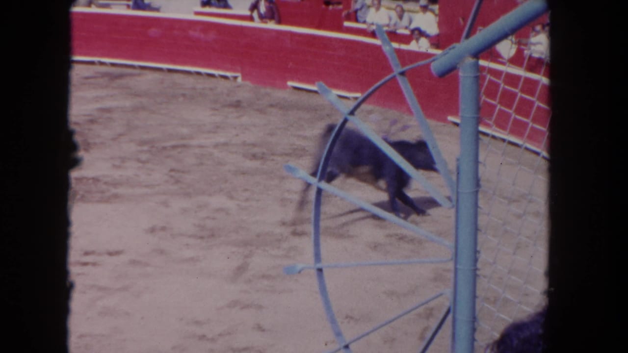 A bull stands or moves near the arena gate, with spectators visible above the red barrier in the 1962 Los Angeles footage.