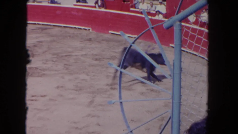 A bull stands or moves near the arena gate, with spectators visible above the red barrier in the 1962 Los Angeles footage.