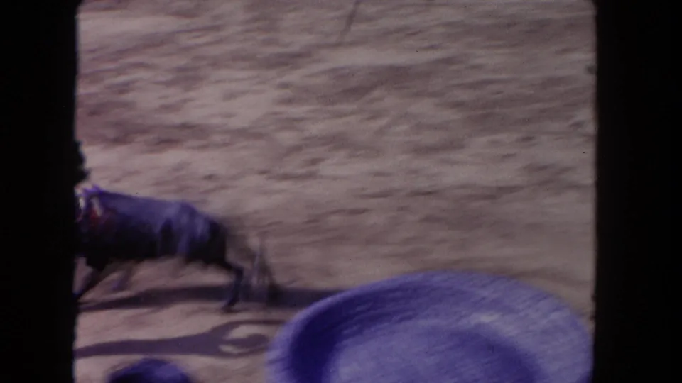 Dark bull crosses the foreground of the sandy arena in a handheld 8mm frame from the 1962 Los Angeles event.