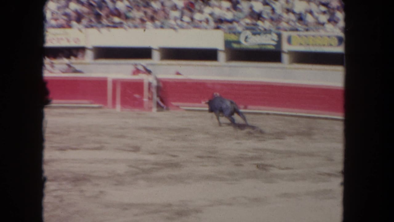 Black bull running across the sandy arena floor near red fencing and spectators.