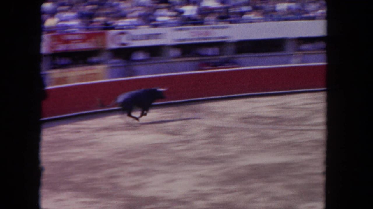 Dark bull runs across the sandy ring beneath crowded stands and red boards.