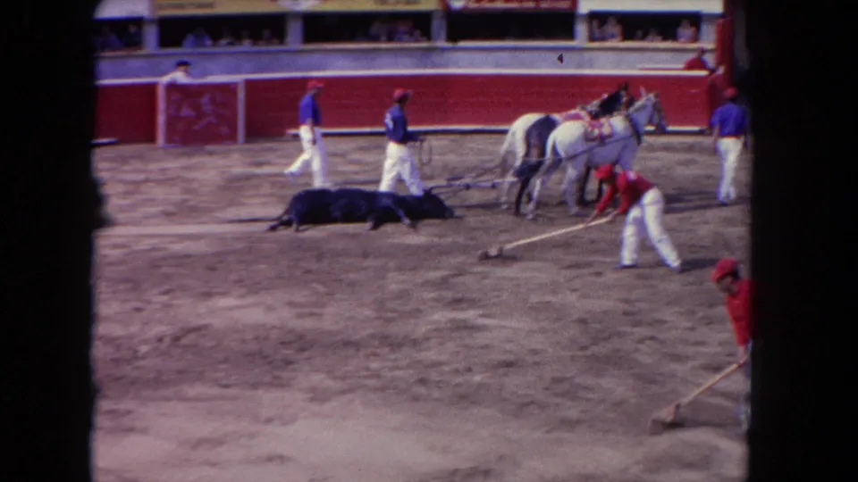 1962 Los Angeles arena aftermath with workers in red and blue shirts, white horses, and a motionless bull on the dirt surface.