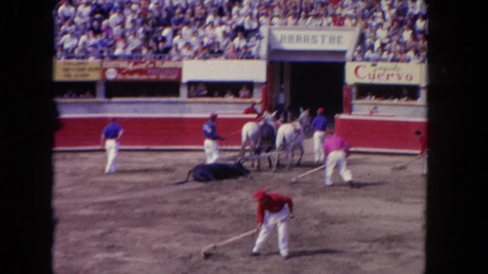 1962 Los Angeles bullring aftermath with clustered handlers, white horses, a motionless bull, foreground sweeping, and a crowded stand.