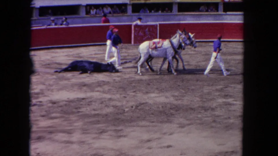 1962 Los Angeles racetrack frame with white horses and handlers beside a dark animal lying on the dirt track near the grandstand wall.