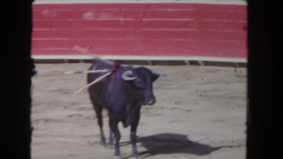 Dark bull stands in a Los Angeles arena in 1962 footage, framed by red walls and soft 8mm film edges.