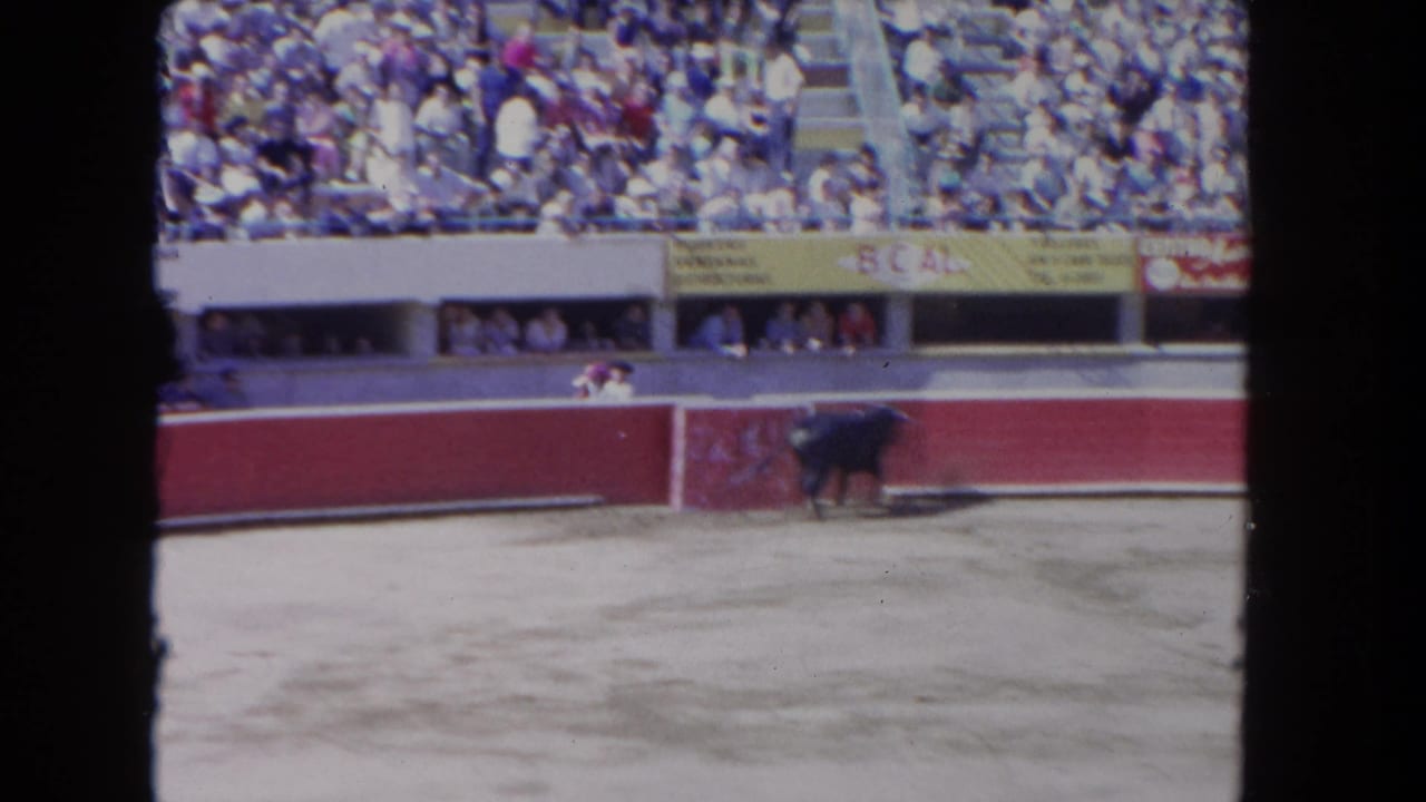 Black bull in a sunlit arena with crowded stands and red barriers behind it.