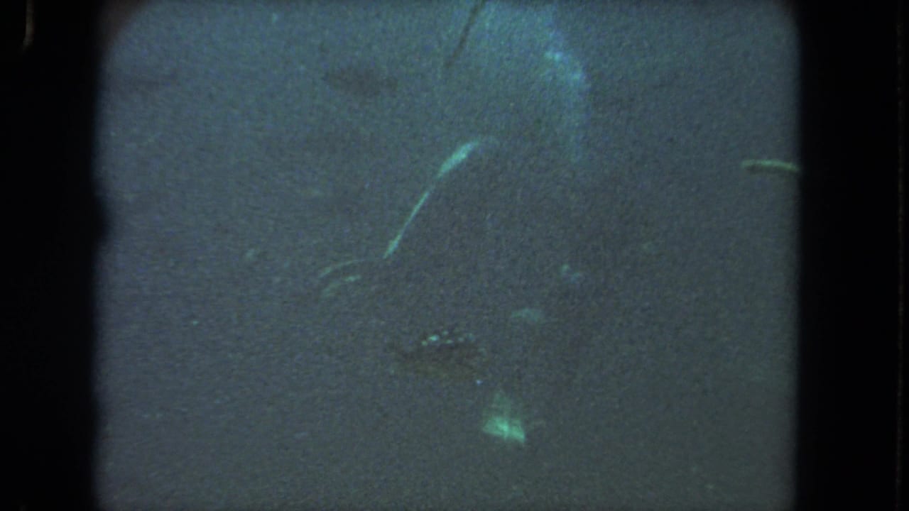 A large sea turtle appears in dim aquarium water in this 1962 Los Angeles-area 8mm home-movie frame.