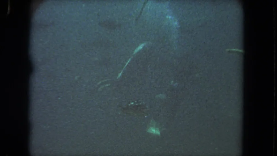 A large sea turtle appears in dim aquarium water in this 1962 Los Angeles-area 8mm home-movie frame.