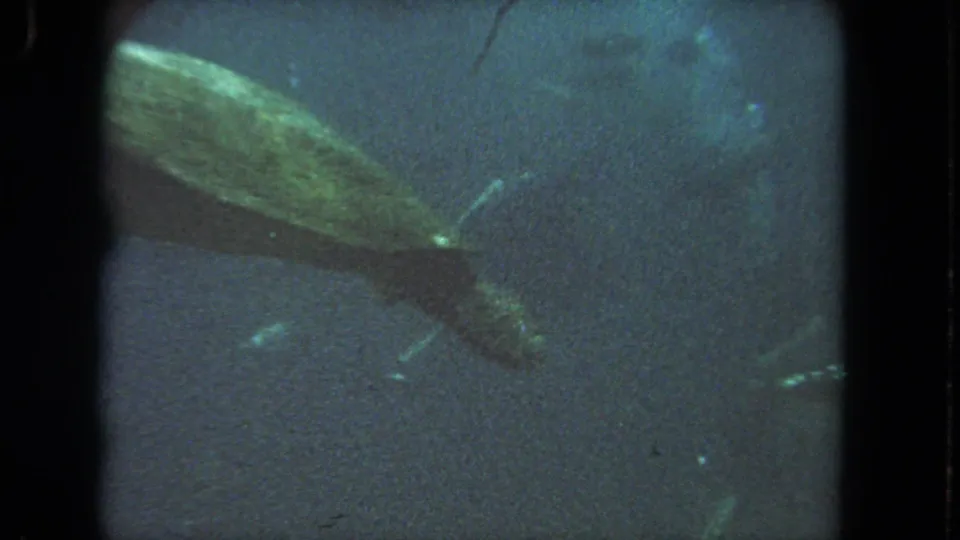 A closer 8mm view shows the sea turtle's textured shell and dark flipper moving through green-blue aquarium water.