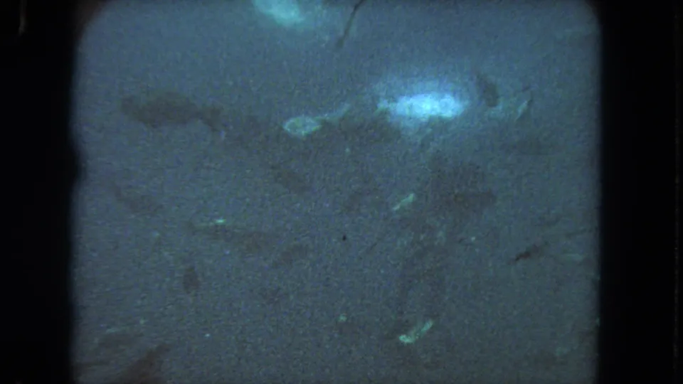 1962 Los Angeles 8mm underwater footage showing a darker fish-like shape in blue water with grain, scratches, and dim reflected highlights.