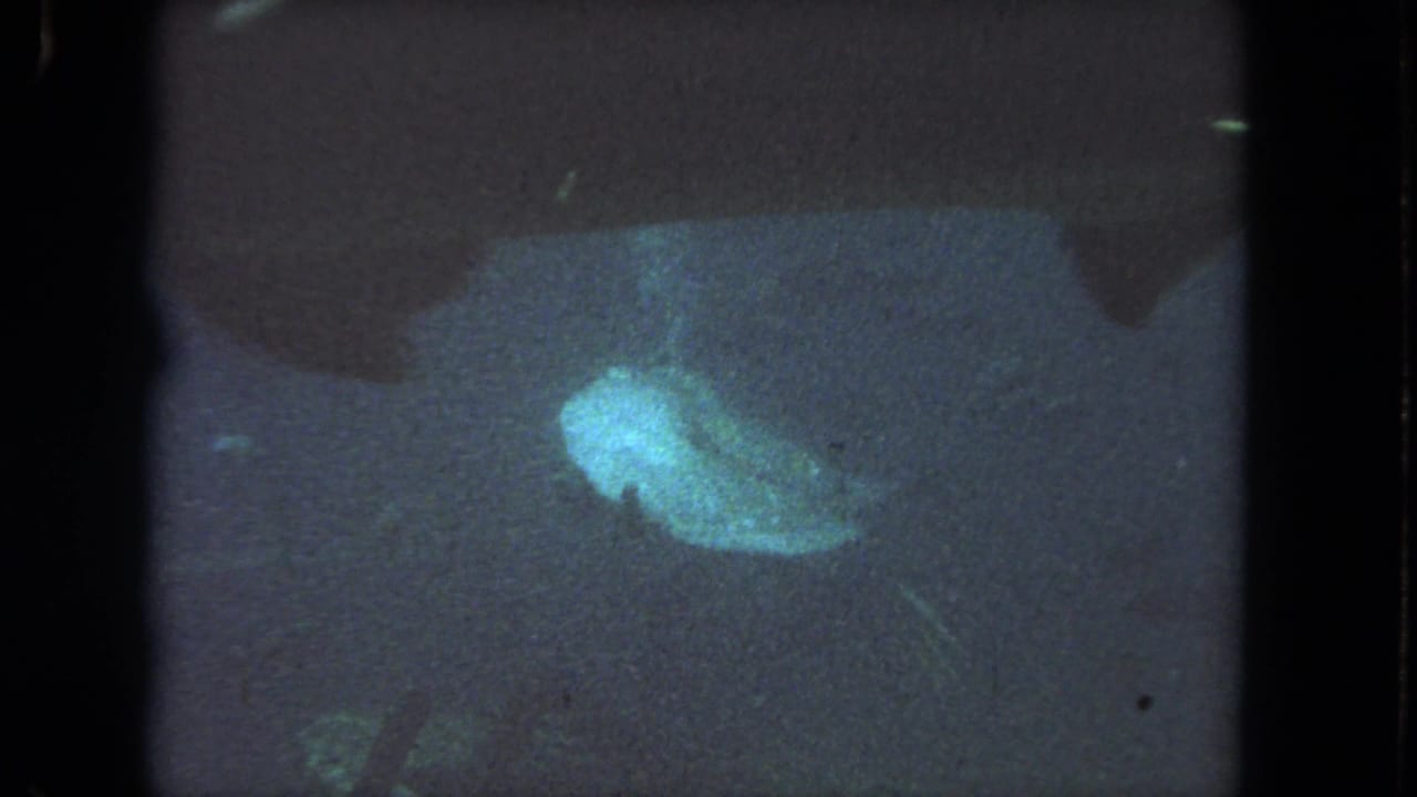 Pale turtle-like marine animal suspended in dark blue underwater footage.