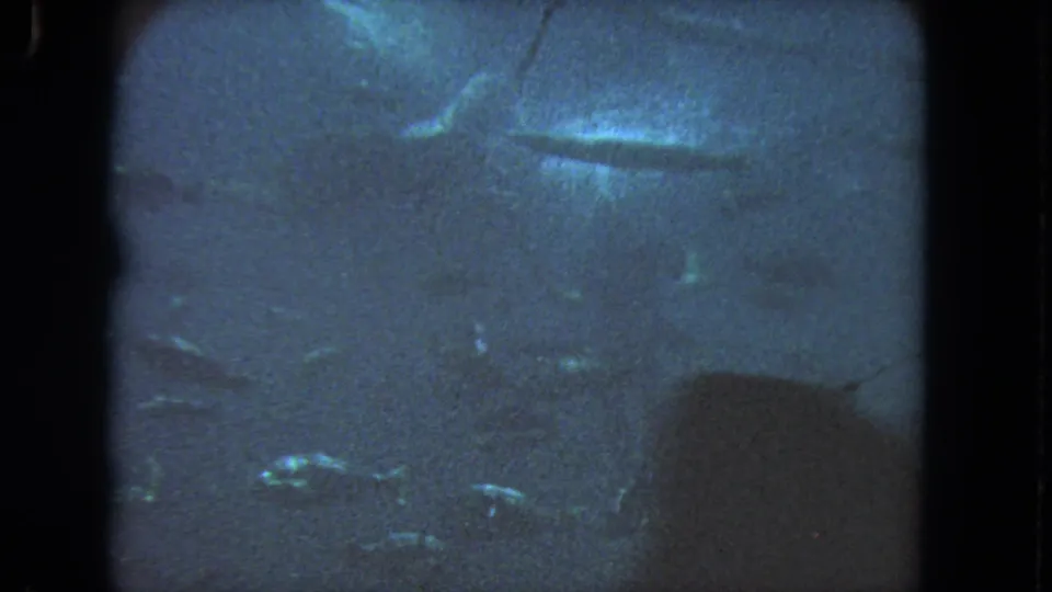 1962 Los Angeles 8mm underwater frame with small fish near the bottom and a bright blurred form above.