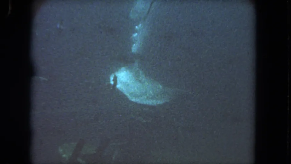 1962 Los Angeles 8mm frame with the sea turtle near the lower left, fading into dark blue-green aquarium-like water.