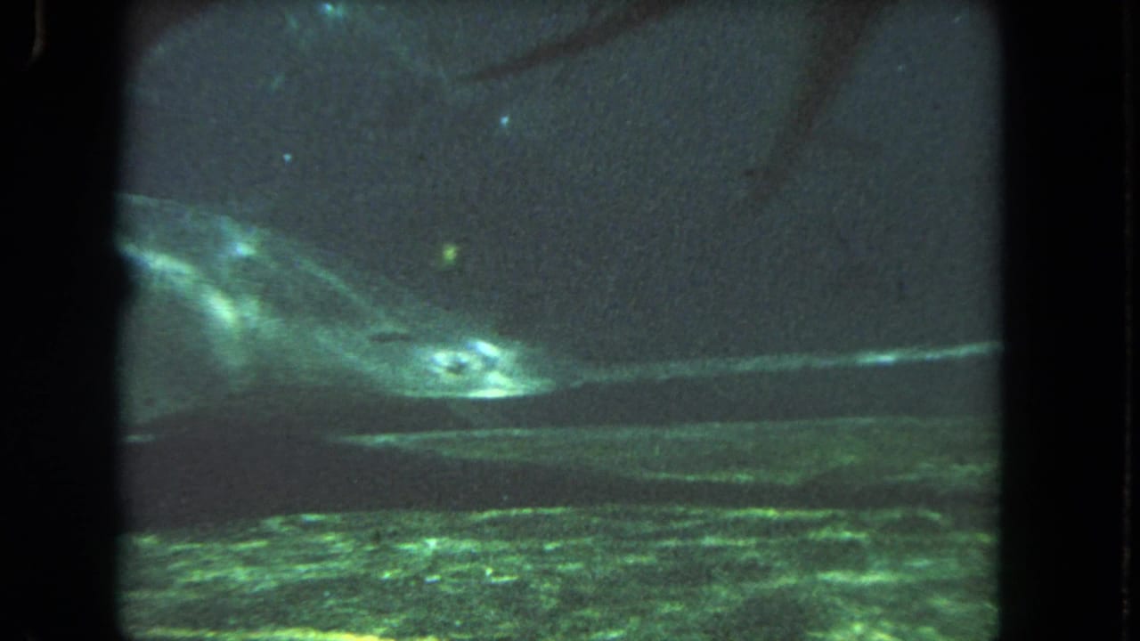 Large fish partly visible in murky green underwater light with dark film-frame borders.