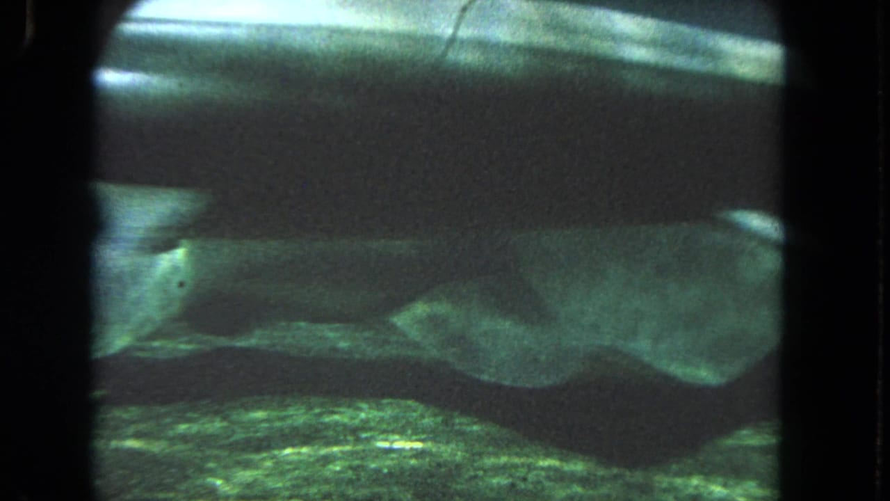 Large elongated fish swimming across dark water with reflective light above.