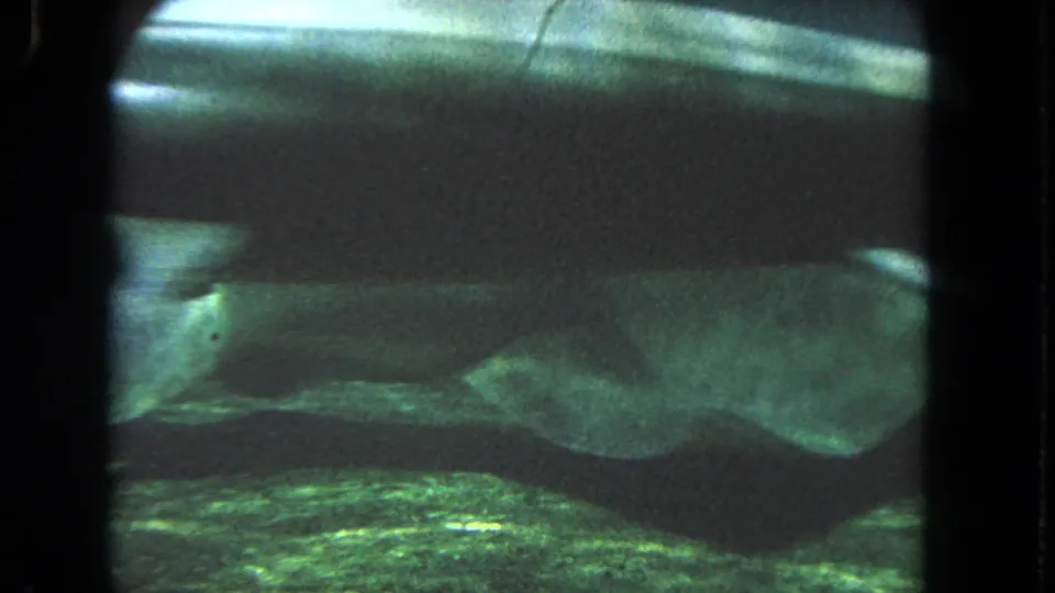 1962 8mm Los Angeles frame with a large elongated fish crossing murky water beneath a bright reflected band of light.