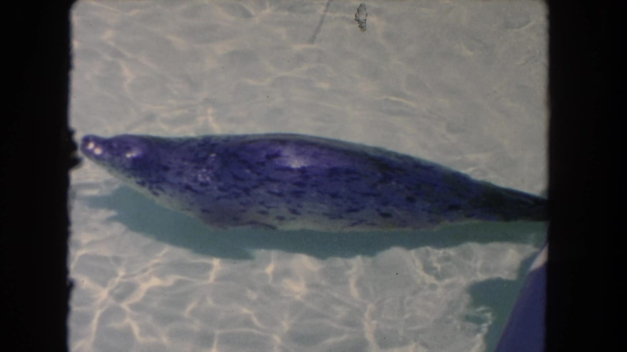Seal floating in shallow clear water with rippled sunlight and dark film borders.