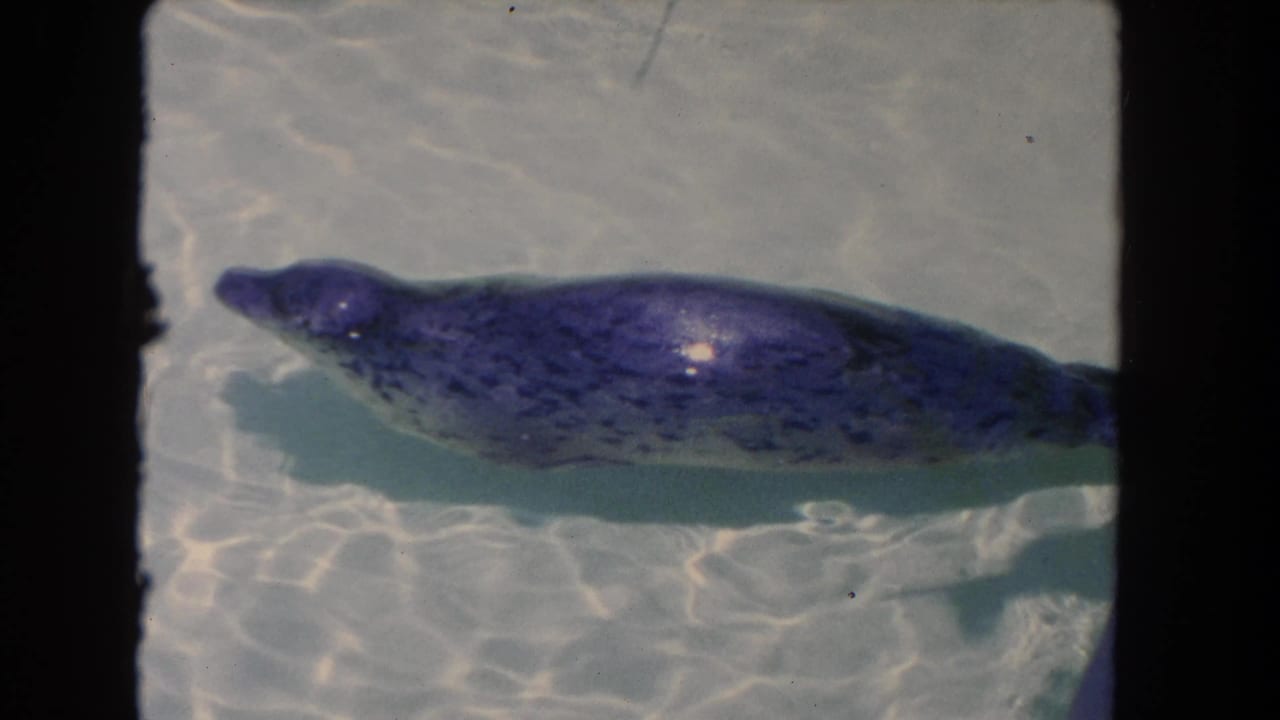 The seal remains near the surface in clear water, its spotted back visible beneath the blue-purple 8mm color cast.