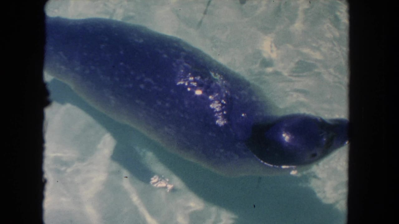 Seal swimming through clear sunlit water, seen from above.