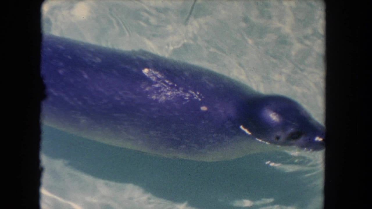The seal passes across the frame in clear water, its body tinted blue by the 8mm film and pool light.