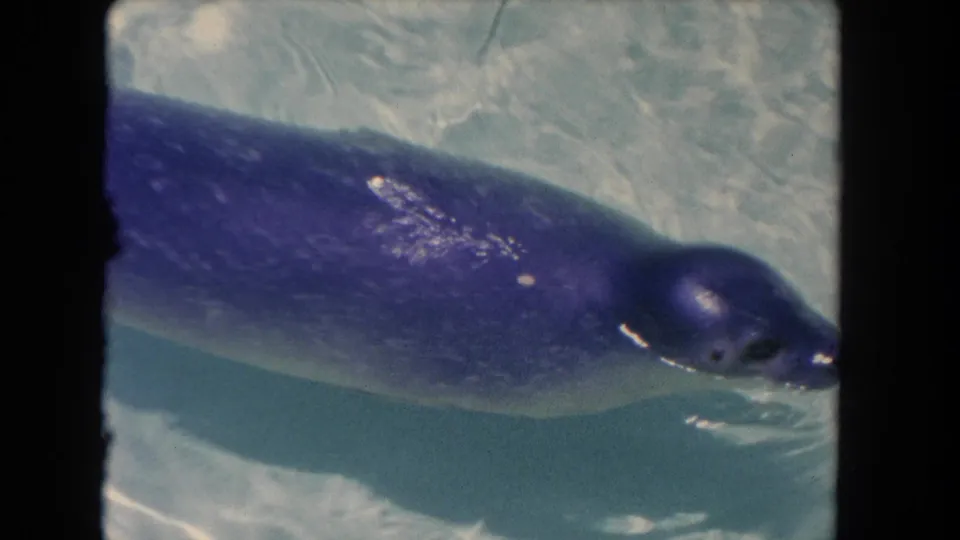 The seal passes across the frame in clear water, its body tinted blue by the 8mm film and pool light.
