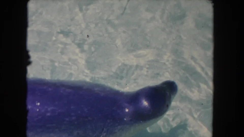 A close, partial view shows the seal turning near the lower edge of the frame in sunlit water.