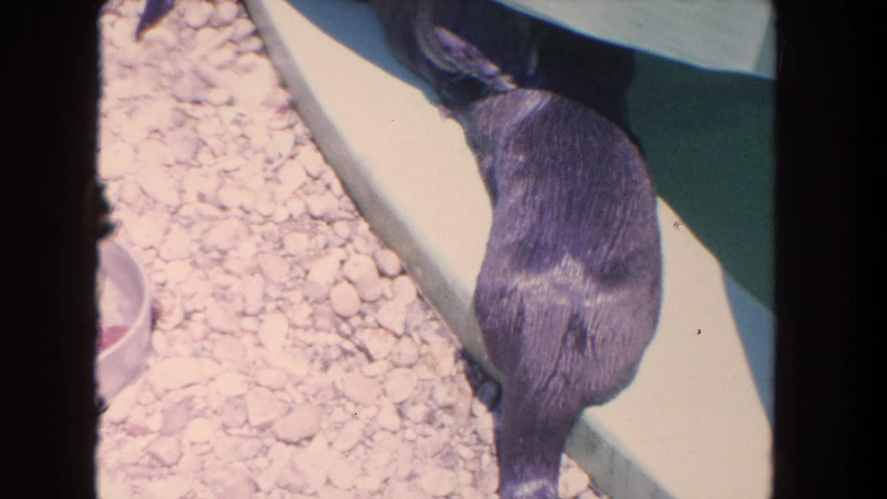 Seal partly out of water beside a pale aquarium pool edge and gravel.