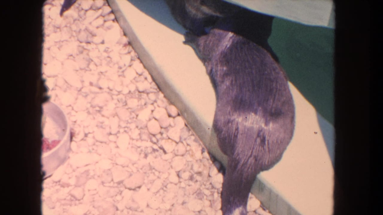 Two otters close together beside a concrete ledge in a gravel enclosure.