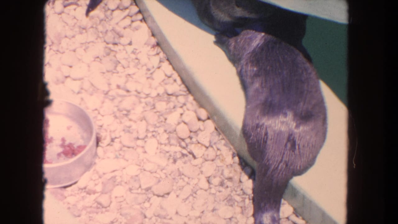 Otters overlap near a pale ledge with a food bowl on the gravel nearby.