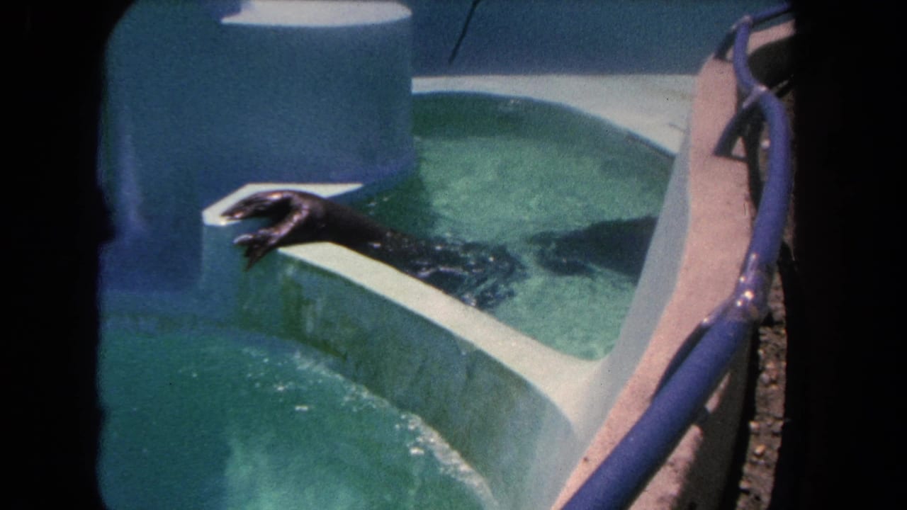 In 1962 Los Angeles zoo footage, an otter rests or swims at a concrete pool edge with greenish water and enclosure walls visible.