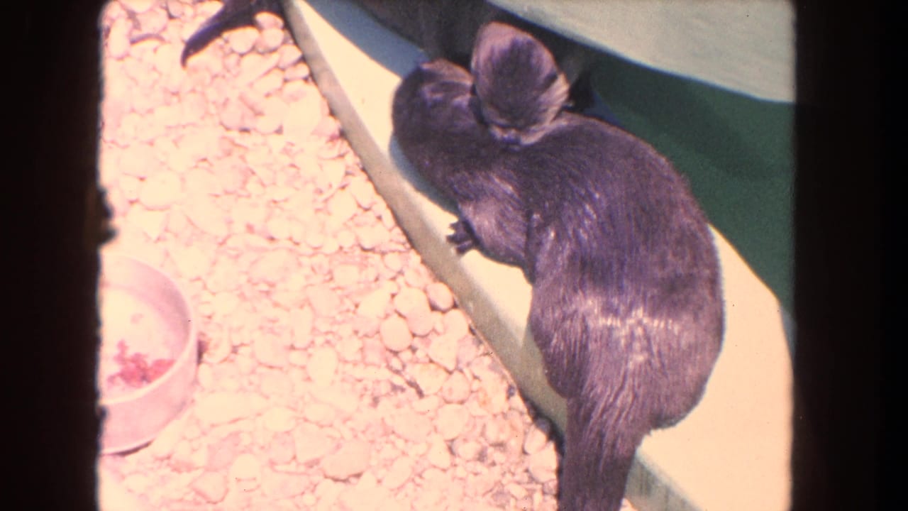 A dark-furred otter sits on a concrete ledge beside pale gravel and a small bowl in the 1962 Los Angeles zoo enclosure.
