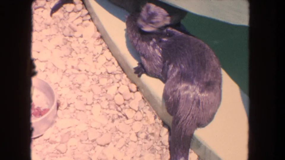 A visitor-shot 8mm frame shows an otter from above beside pale gravel, a small bowl and concrete edging in Los Angeles zoo footage.