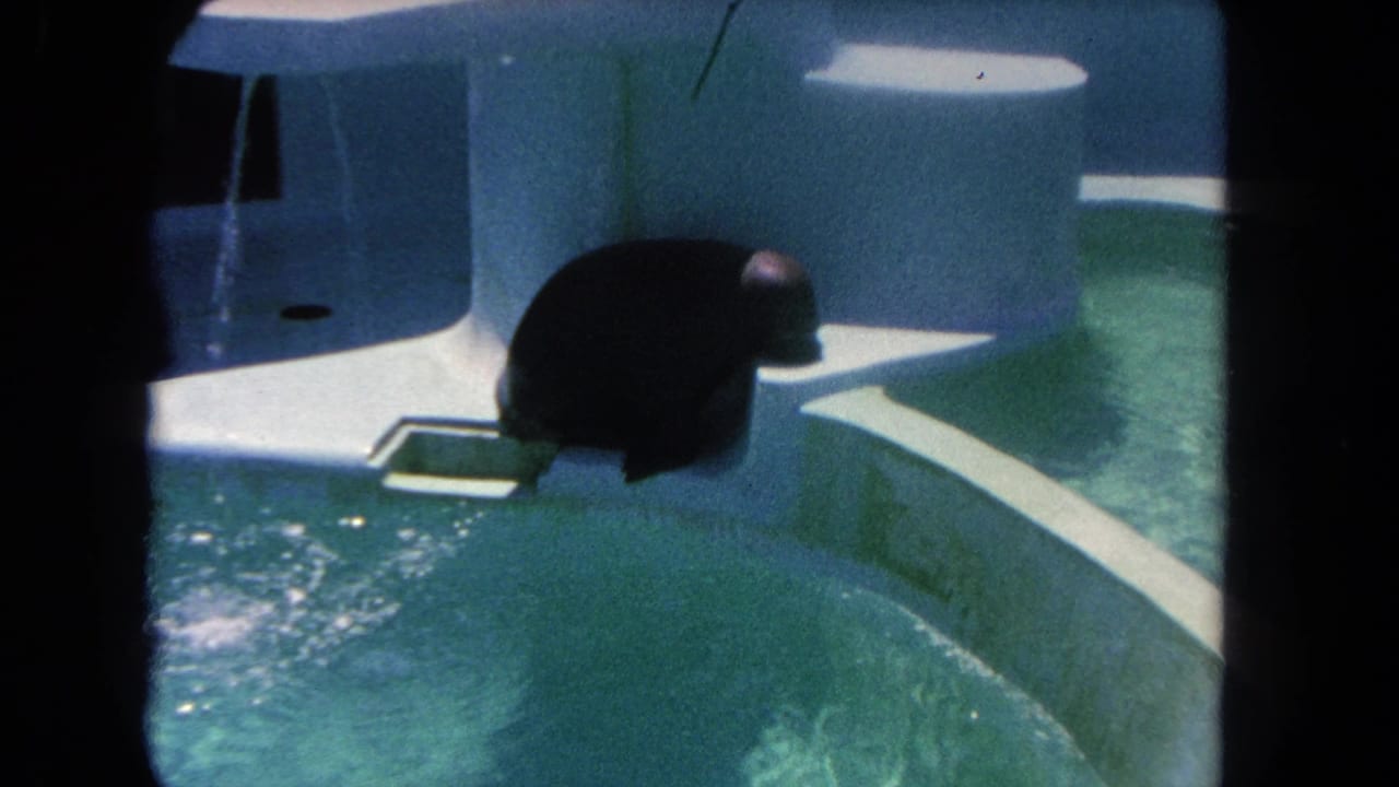Dark seal resting on a concrete ledge beside a turquoise zoo pool.