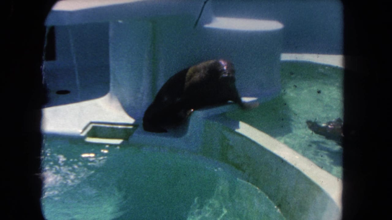 The dark seal bends from the enclosure ledge toward the turquoise pool in this 1962 Los Angeles zoo home-movie frame.