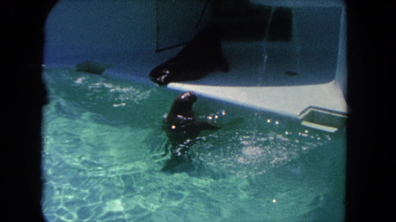 Seal swimming in turquoise aquarium pool near a white platform and rail.