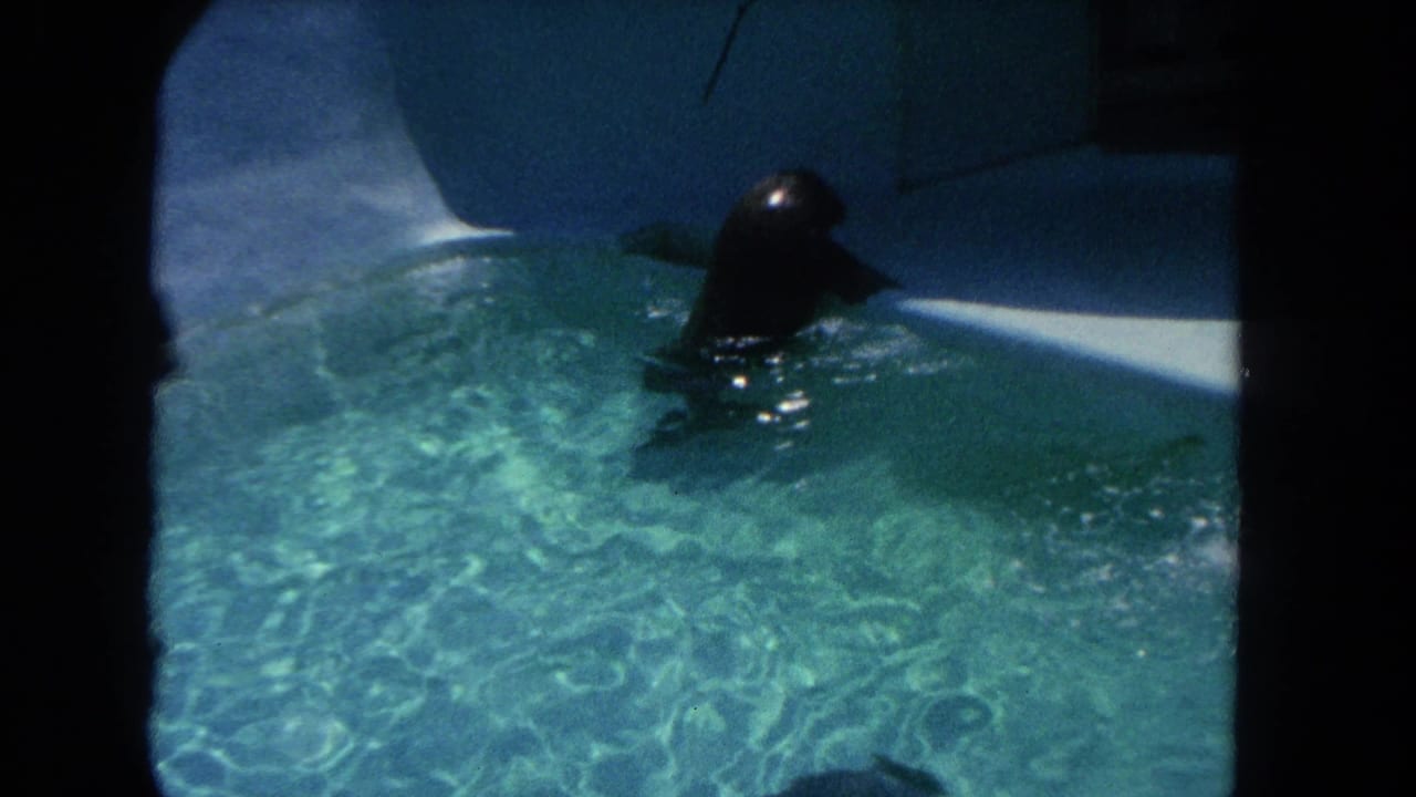 A dark seal surfaces in a turquoise concrete pool near an enclosure wall.
