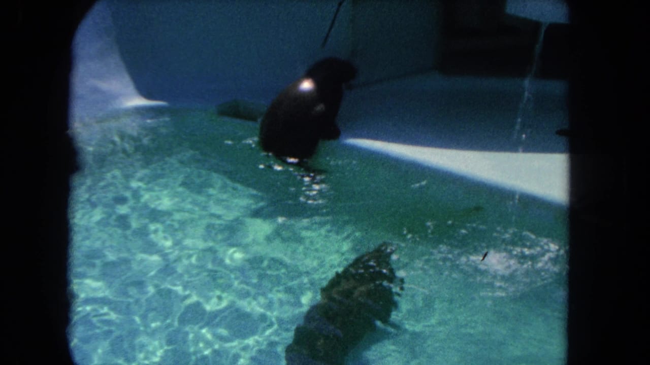 One seal surfaces near the wall while another dark shape moves below the water.