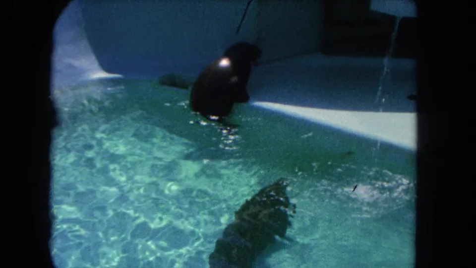 1962 Los Angeles zoo footage frame with one seal at the surface and another moving underwater in a clear turquoise pool.