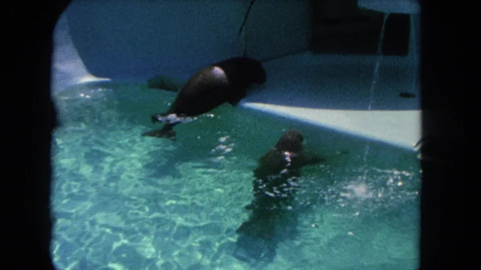 Two dark seals appear in a Los Angeles zoo pool, one near the surface and one lower in the frame, in grainy 1962 8mm footage.
