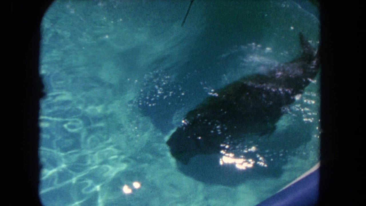 A likely sea lion or seal swims underwater in a pool in 1962 Los Angeles home-movie footage, with sun ripples and 8mm frame edges visible.