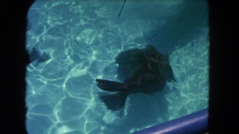 The likely sea lion or seal swims near the pool edge, its body and flipper shapes softened by water, grain, and 8mm exposure.