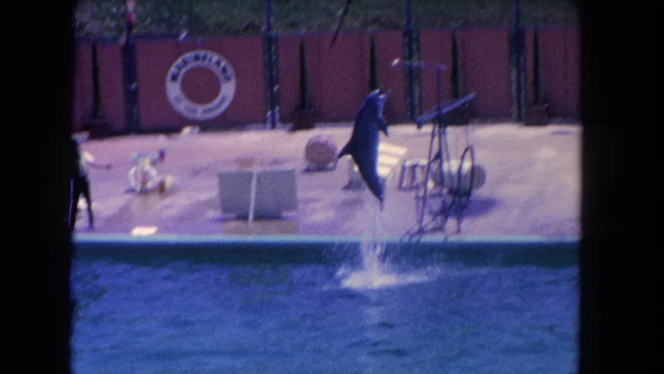A dolphin jumps during the 1962 Marineland show, with stage props and the circular Marineland sign visible behind it.