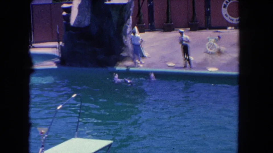 A 1962 Los Angeles marine-park scene shows dolphins in the foreground and trainers preparing beside a slide and Marineland sign.