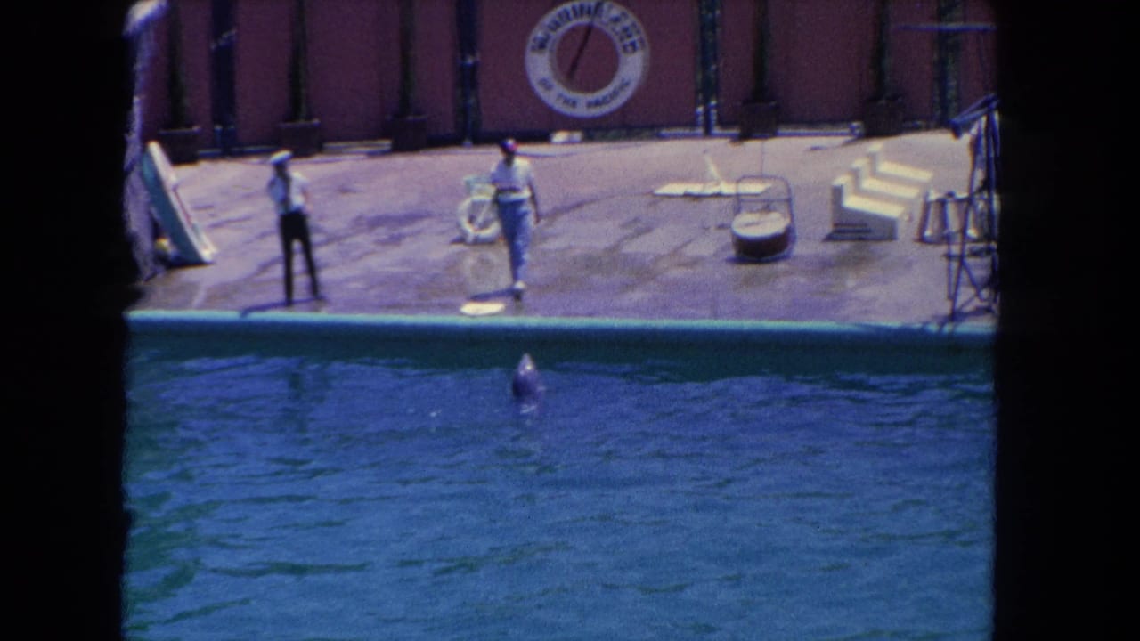 Trainer stands beside a pool as a dolphin surfaces near a Marineland stage backdrop.