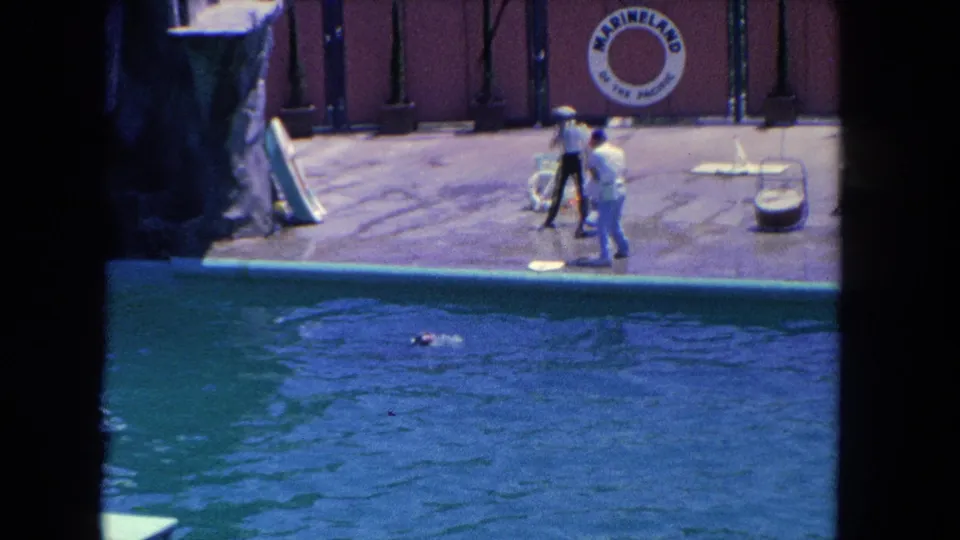 A dolphin appears near the surface of the pool as two white-uniformed trainers stand on the Marineland deck during a 1962 show.