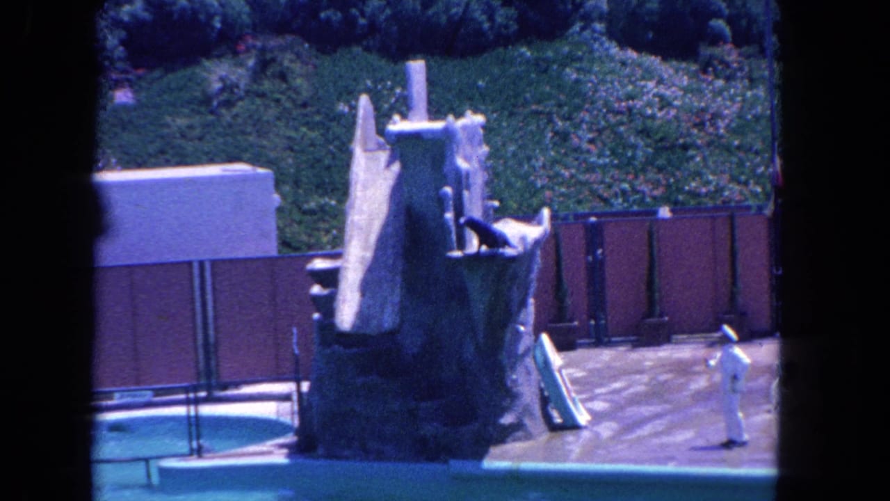 Seal poised on a stone slide beside a turquoise pool with a trainer standing nearby.