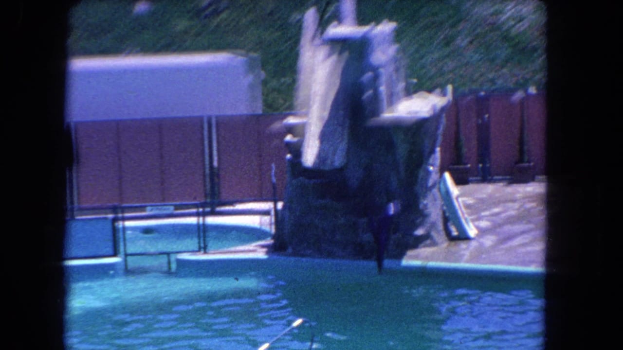 Seal mid-jump from the slide toward the pool as the trainer stands on the deck.