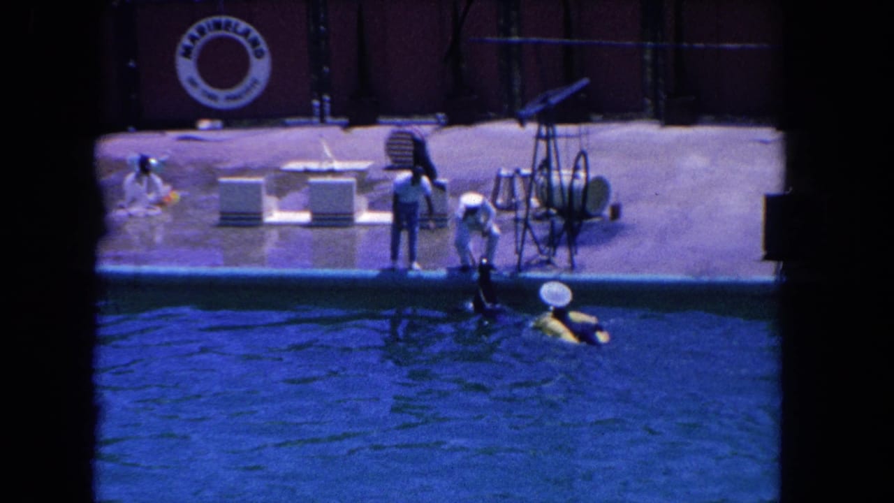 Dolphin at pool edge with trainers and a Marineland sign behind them.