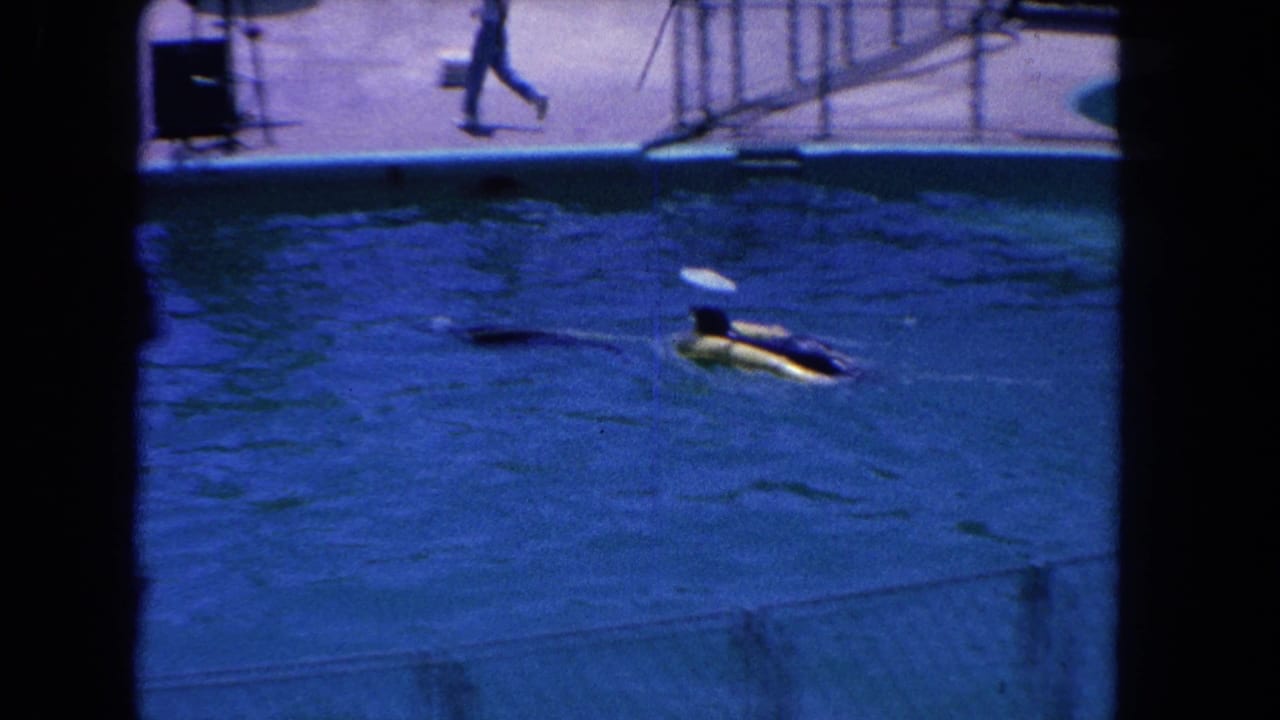 Dolphin swimming in a blue pool with a white disc near a pool deck.