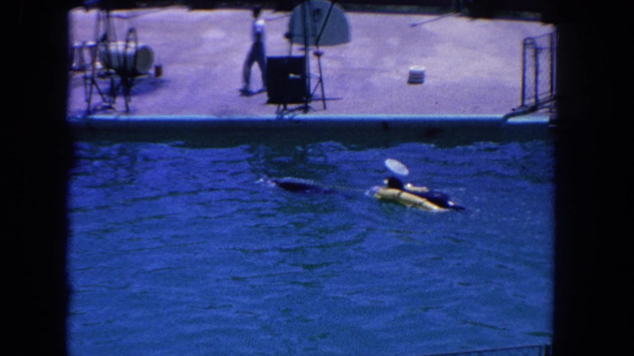 Dolphin performing in a blue pool at a Los Angeles-area marine show, with equipment and a person visible on the deck.